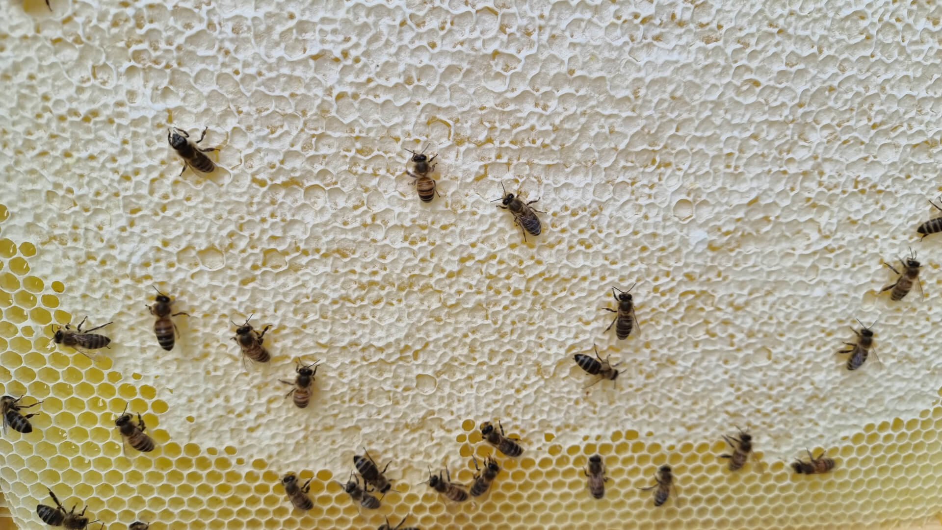 Bienen und Honigwabe Bienen und Honigwabe