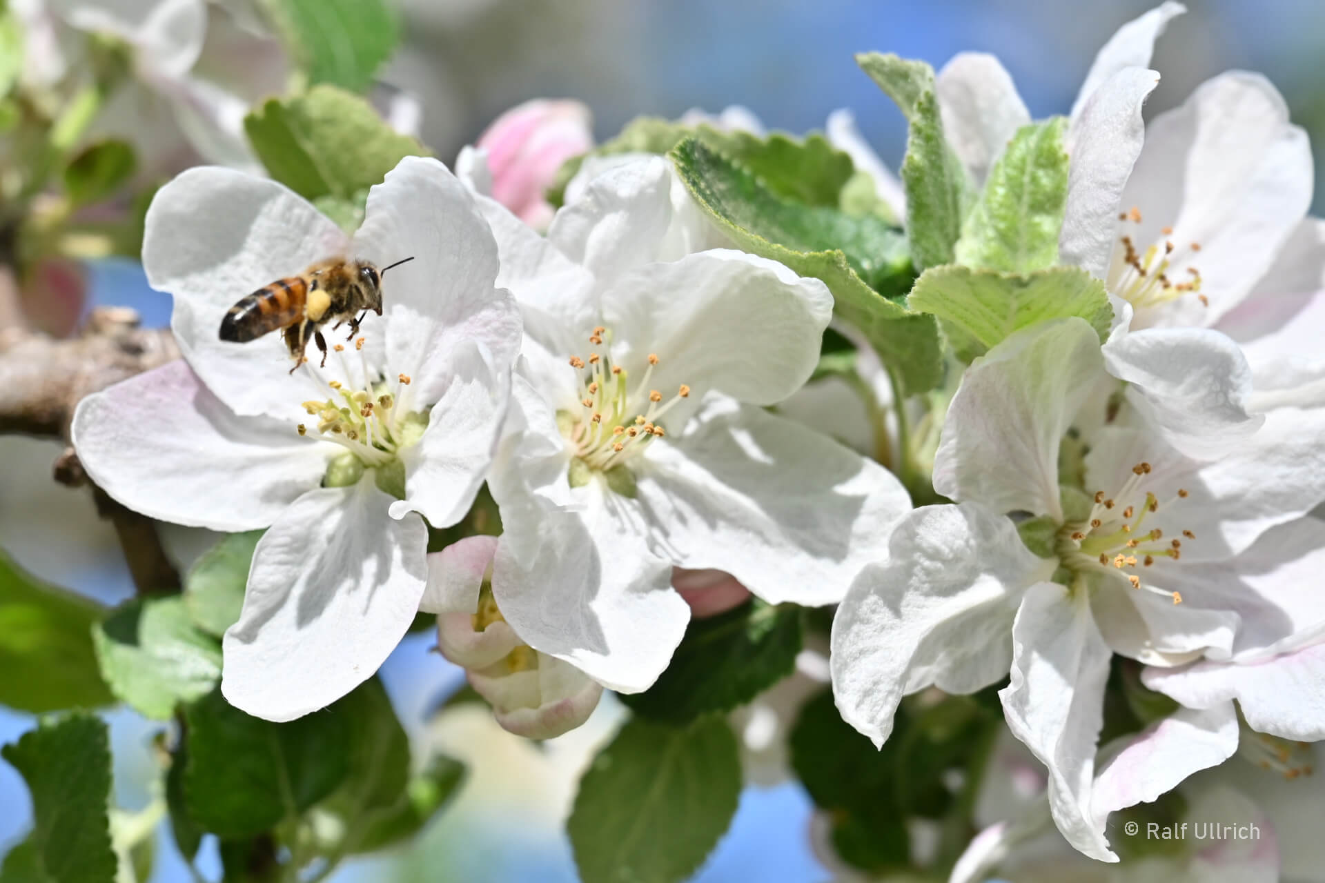 Bienen Imkerei Obstblüte Schaubäckerei Ullrich 1